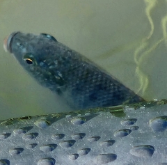 Oreochromis aureus