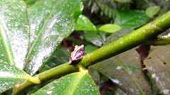 Pristimantis ventrimarmoratus