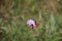 Zygaena purpuralis