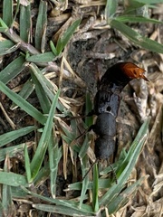 Platydracus mysticus