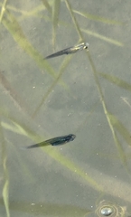 Gambusia gaigei