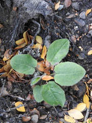 Adenocaulon chilense