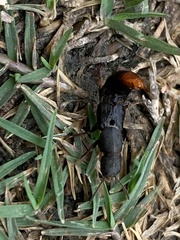 Platydracus mysticus