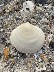 Semele