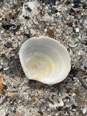 Semele