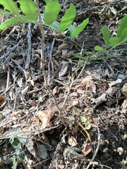 Thouinidium decandrum