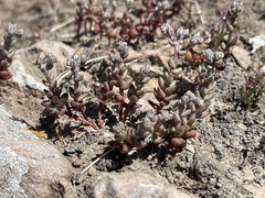 Dudleya blochmaniae blochmaniae