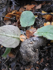 Adenocaulon chilense