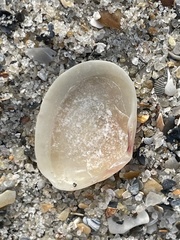 Semele bellastriata