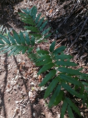 Thouinidium decandrum