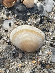 Semele bellastriata