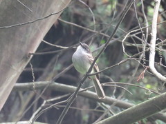 Mecocerculus leucophrys