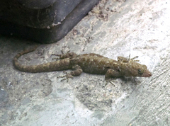 Gonatodes albogularis