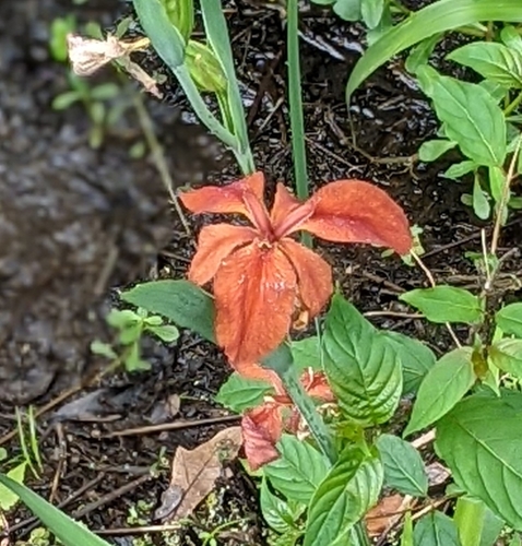 Image of Iris fulva by (c) Jessica Utrup, some rights reserved (CC BY)