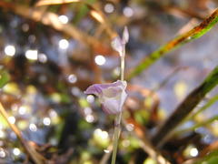 Utricularia livida