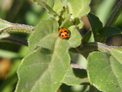 Hippodamia variegata