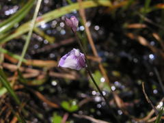 Utricularia livida