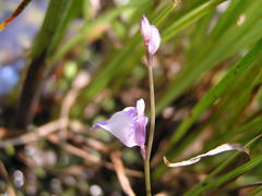 Utricularia livida