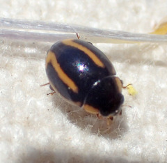 Hyperaspis annexa