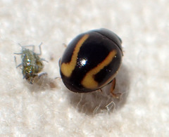 Hyperaspis annexa