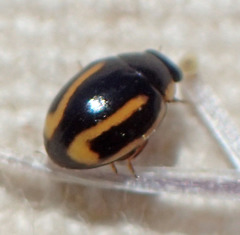 Hyperaspis annexa