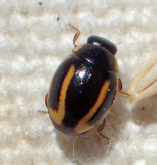 Hyperaspis annexa