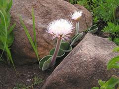 Haemanthus humilis hirsutus