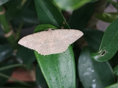 Calletaera dentata
