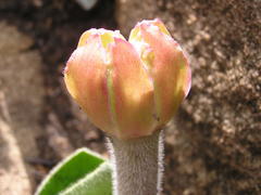 Haemanthus humilis hirsutus
