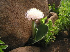 Haemanthus humilis hirsutus