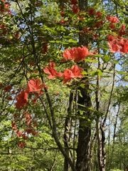 Rhododendron kaempferi