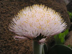 Haemanthus humilis hirsutus