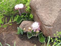 Haemanthus humilis hirsutus