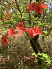 Rhododendron kaempferi