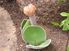 Haemanthus humilis hirsutus