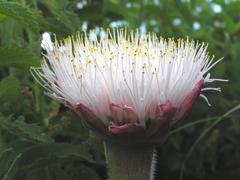 Haemanthus humilis hirsutus