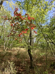 Rhododendron kaempferi