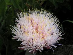 Haemanthus humilis hirsutus