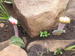 Haemanthus humilis hirsutus