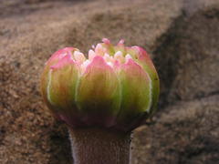 Haemanthus humilis hirsutus