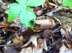 Chrysopilus thoracicus