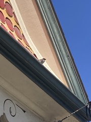 Passer domesticus