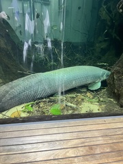 Arapaima gigas