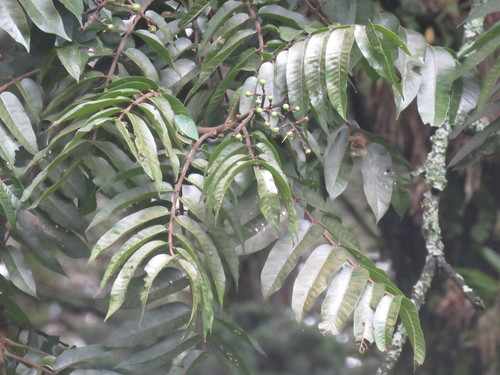 Image of Cedrela montana by (c) Juan Carlos Caicedo Hernández, some rights reserved (CC BY)