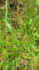 Carex tetrastachya