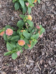 Lantana camara