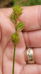 Carex tetrastachya