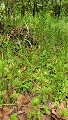 Carex tetrastachya
