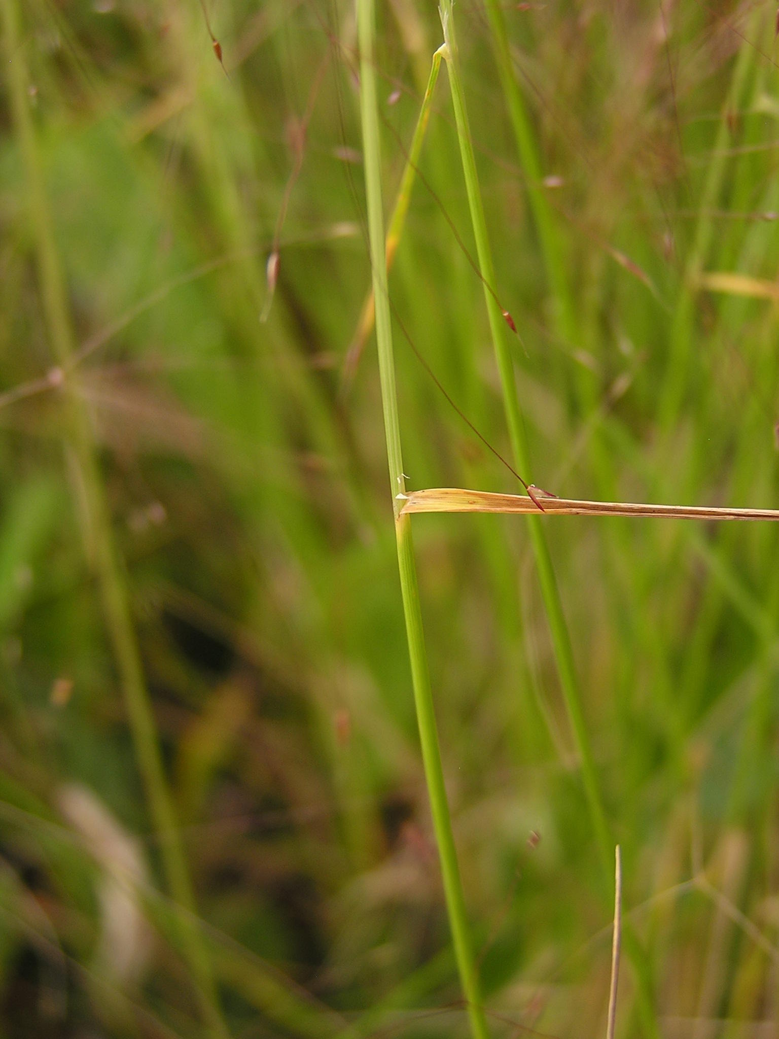 Agrostis montevidensis