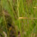 Agrostis montevidensis - Photo 由 Charl Strydom 所上傳的 (c) Charl Strydom，保留部份權利CC BY-NC